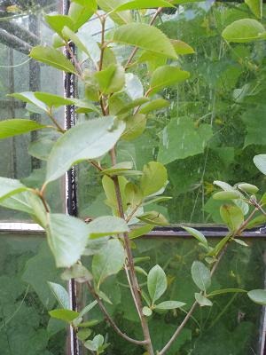 Krzew �wido�liwy