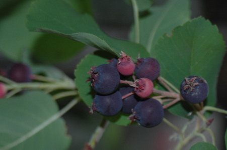 Owoce �wido�liwy